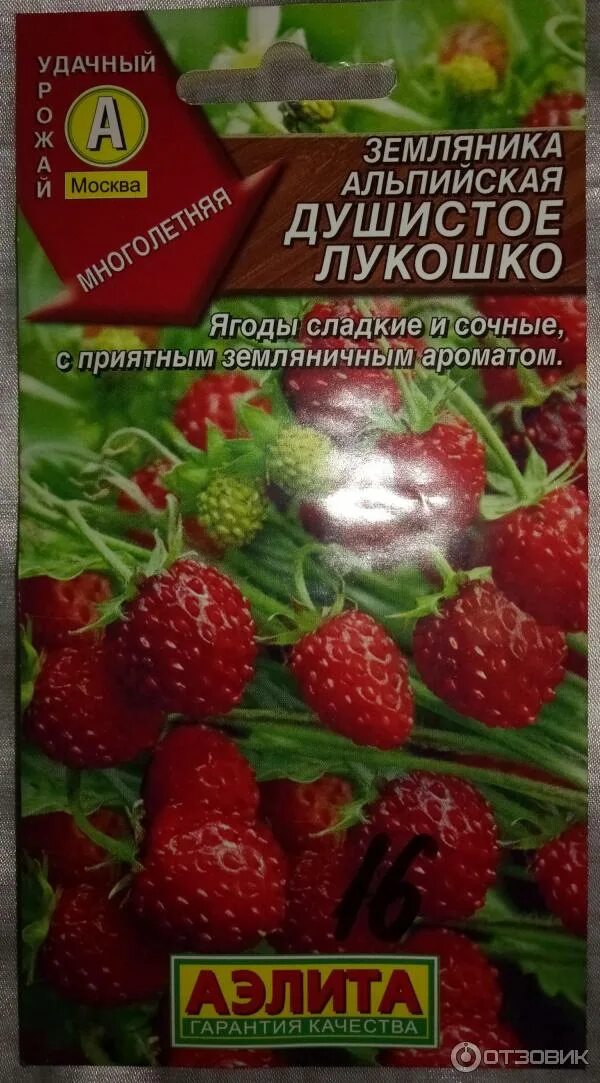 Земляника ароматный сюрприз. Земляника бабушкино лукошко. семена земляники душистое лукошко.