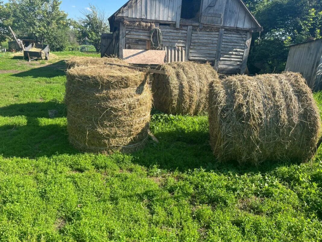 Сено. Тюк сена. Сено фото. Фотосессия с сеном. Сено для скота