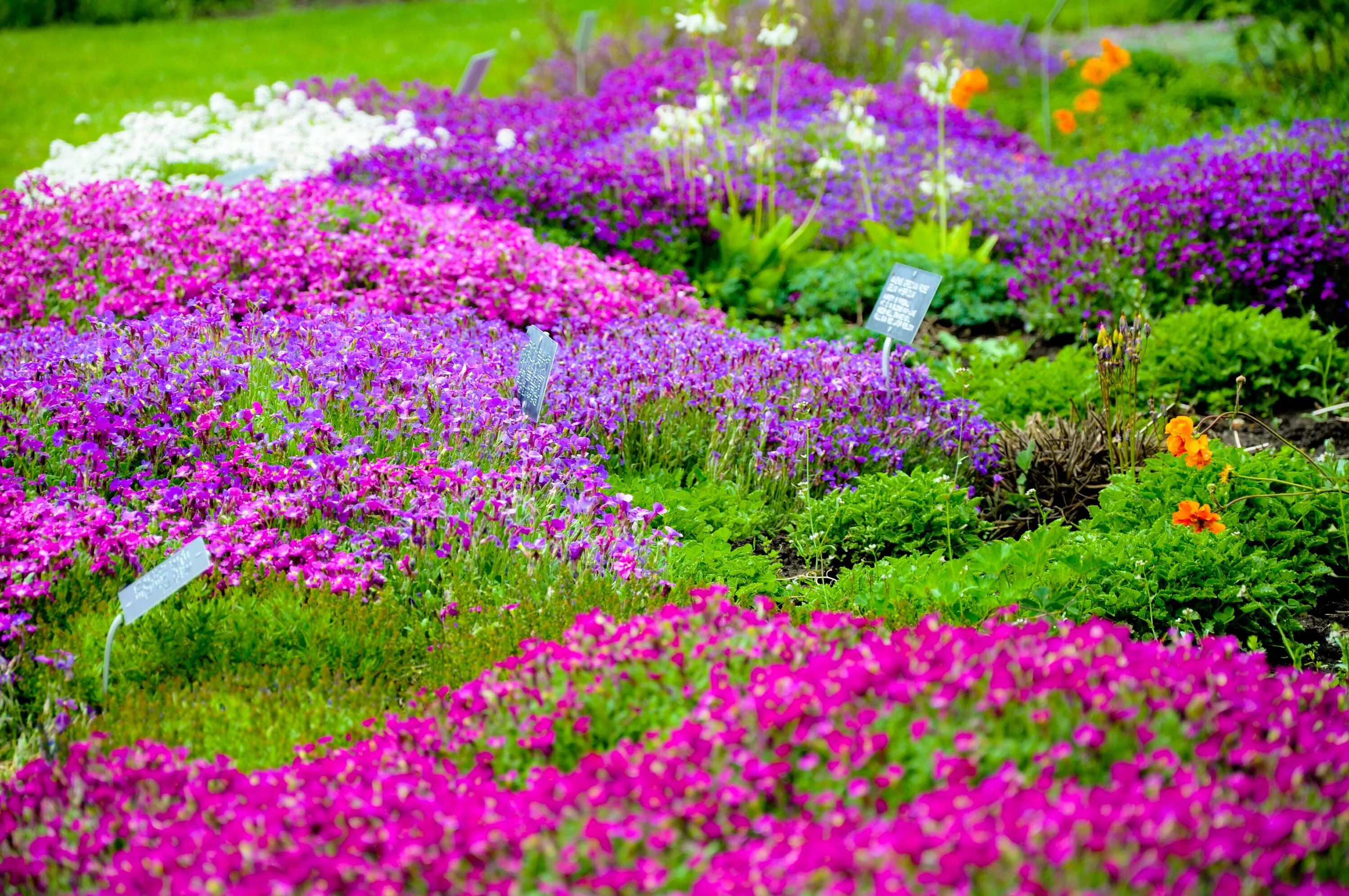 Garden flowers перевод. Садовые цветы. Многолетние растения для сада. Цветущие цветы для сада. Розовые цветы для клумбы.