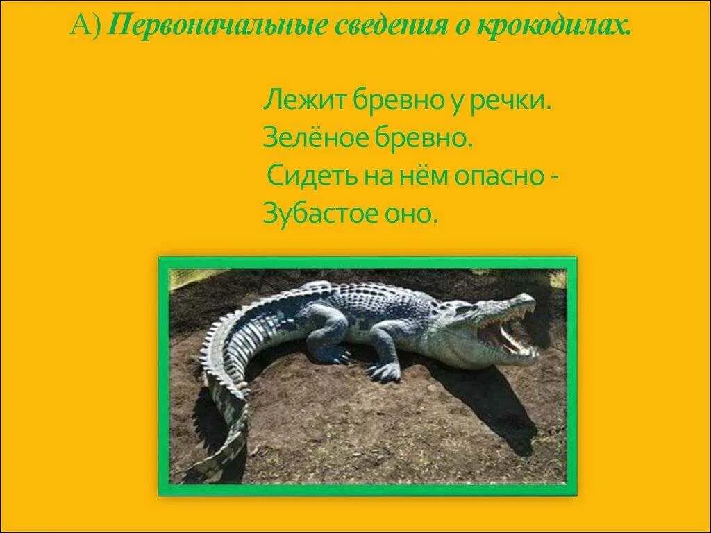 Загадка про крокодила. Загадка про крокодила для детей. загадки про крокодилов. детские загадки про крокодила.