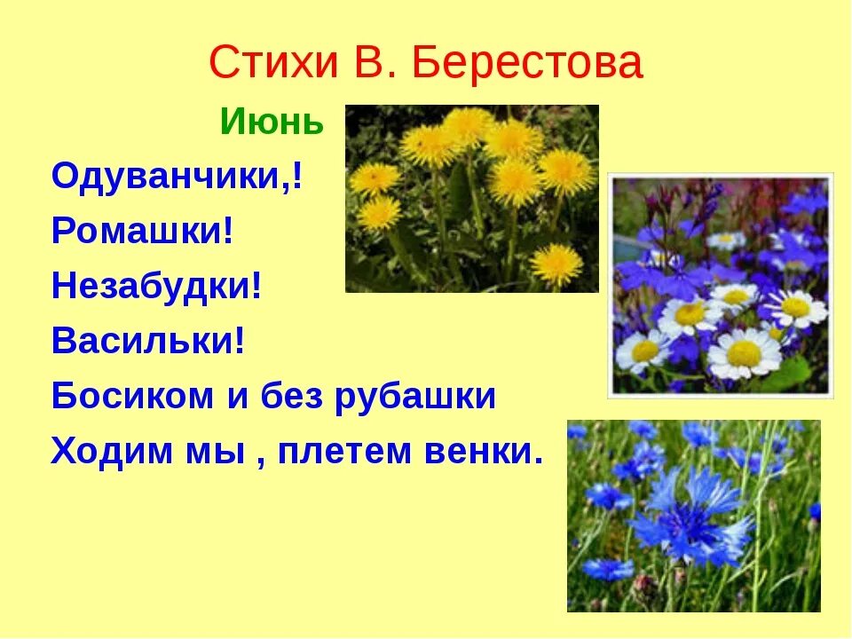 Василек стих. Полевые цветы стих. Стихи о полевых цветах. Стихи про полевые цветы для детей. Стихи детские про полевые цветы.