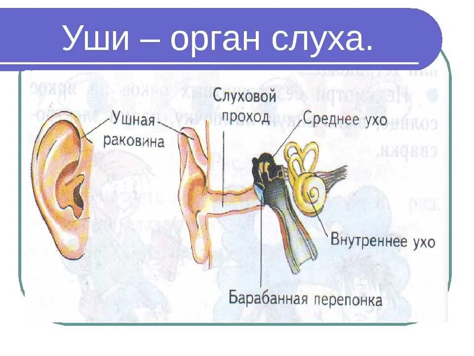 Органы слуха 3 класс. Орган слуха 3 класс окружающий мир. Органы чувств уши 3 класс окружающий мир. Уши орган слуха 3 класс окружающий мир. Какое значение органа слуха