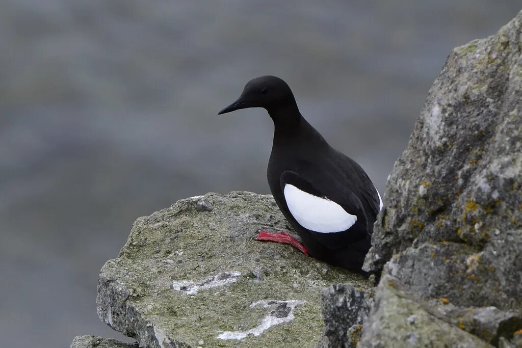Морской чистик. Чистик птица. Тихоокеанский чистик. Чистик птица арктики. Чистик птица арктики.