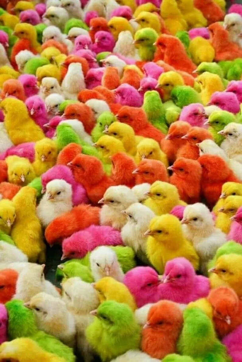 Разноцветные цыплята. Крашеные цыплята. Радужные цыплята. Красивые цыплята разноцветные.