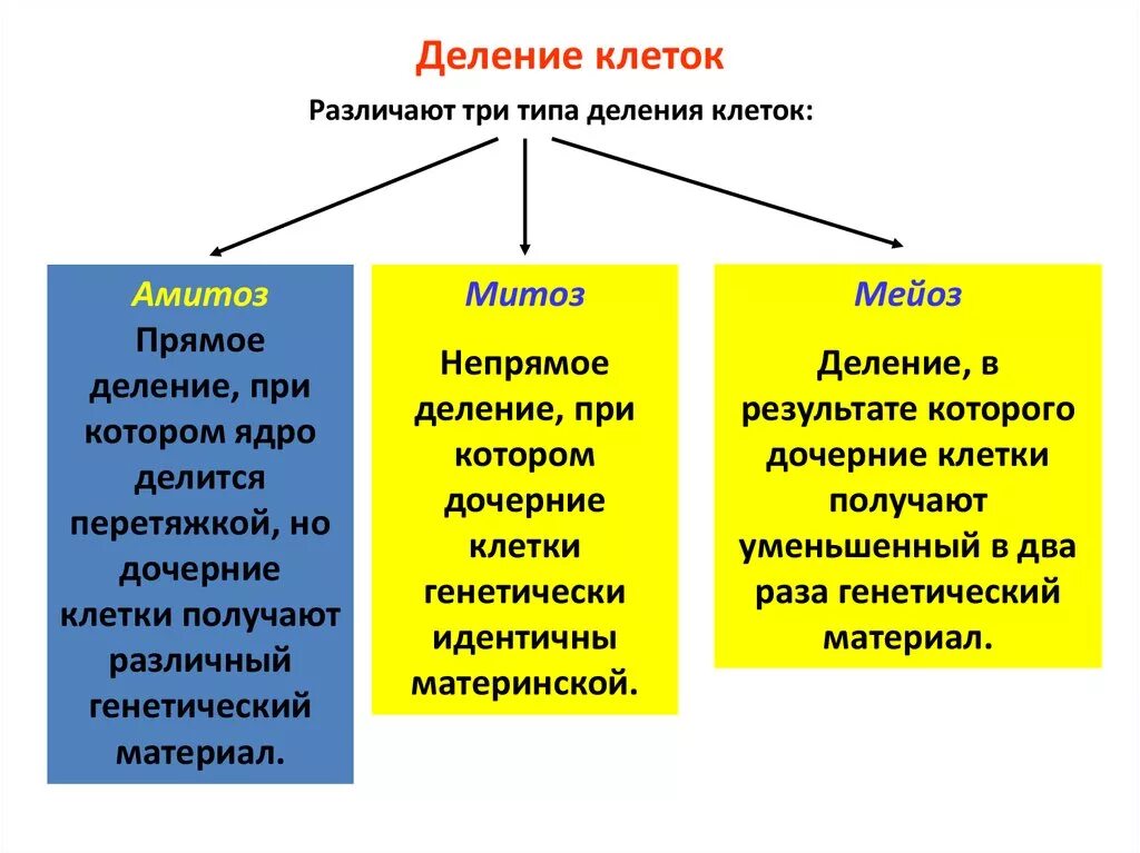 Способы деления клетки кратко. Деление клетки амитоз митоз мейоз. Типы клеточного деления. Способы деления клетки таблица. Способы деления клетки характеристика