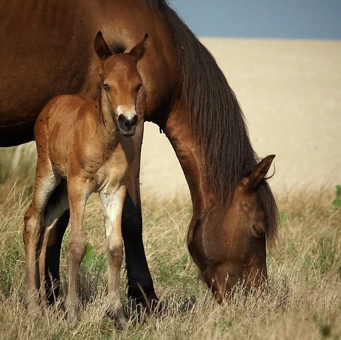 гнедой жеребенок. чинкотигский пони.