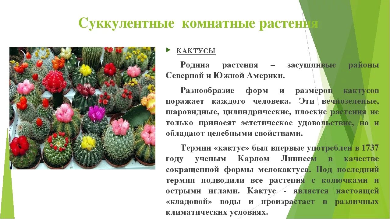 Описание кактуса. Кактус Родина растения. Кактус описание растения. Что такое Кактус кратко.