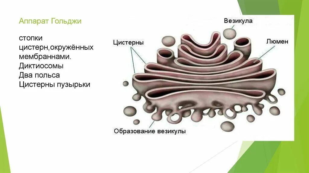 Какие формы мембранных структур образуют аппарат гольджи. Аппарат Гольджи строение органоида. Строение органоида комплекс Гольджи. Аппарат Гольджи строение ЕГЭ.