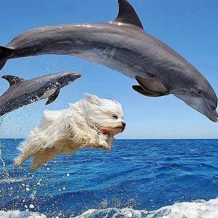 Если море было пивом я б дельфином. Дельфины. Дельфины в прыжке. Дельфин и собака. Дельфины фото.