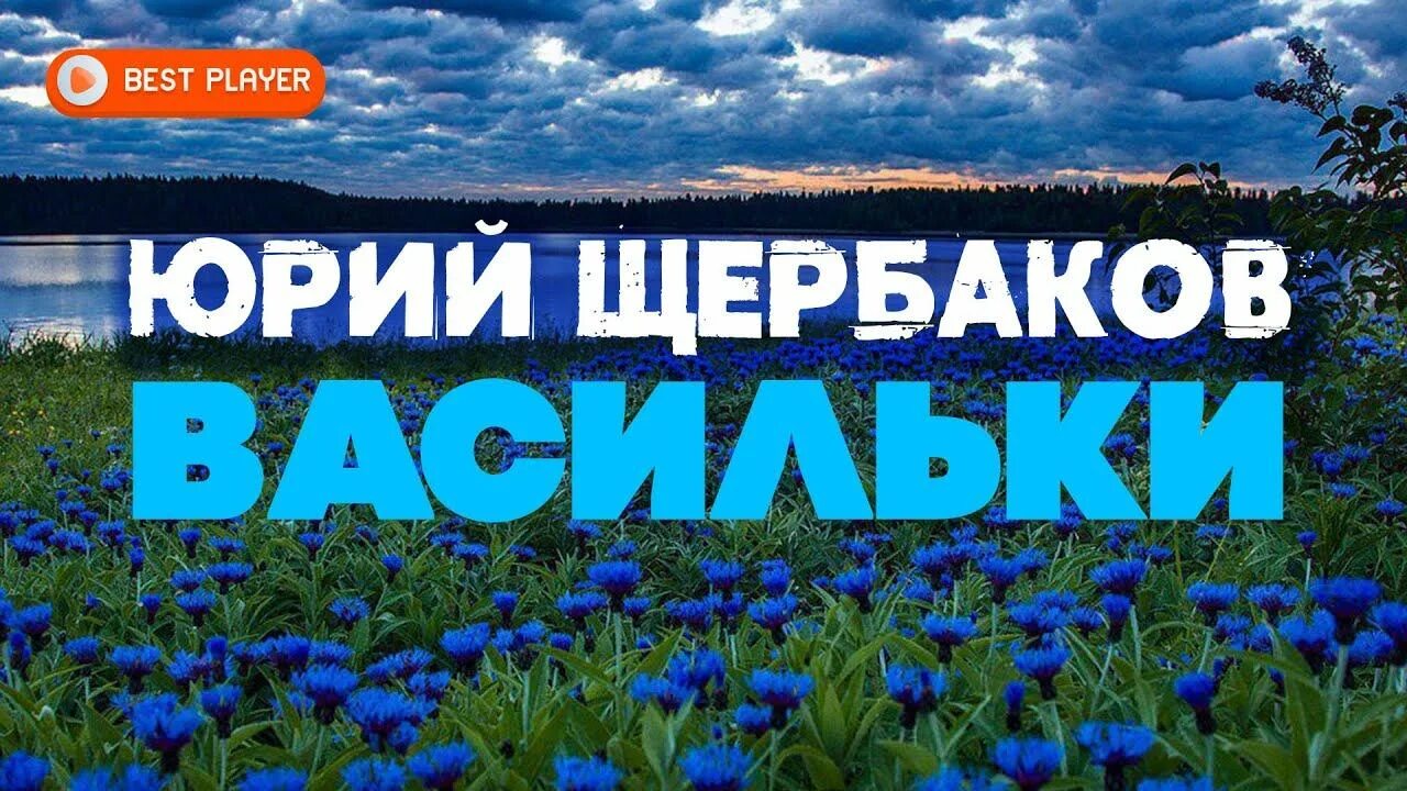 Василек песня слушать подряд. Щербаков васильки. Васильки песня. Василек песня. Щербаков песня.