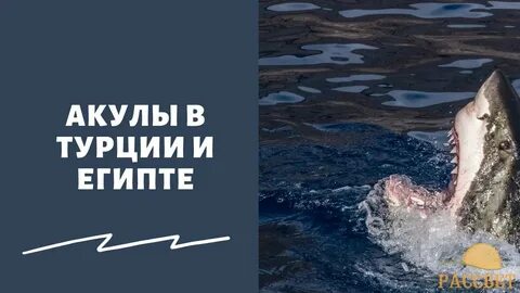 Съел туриста