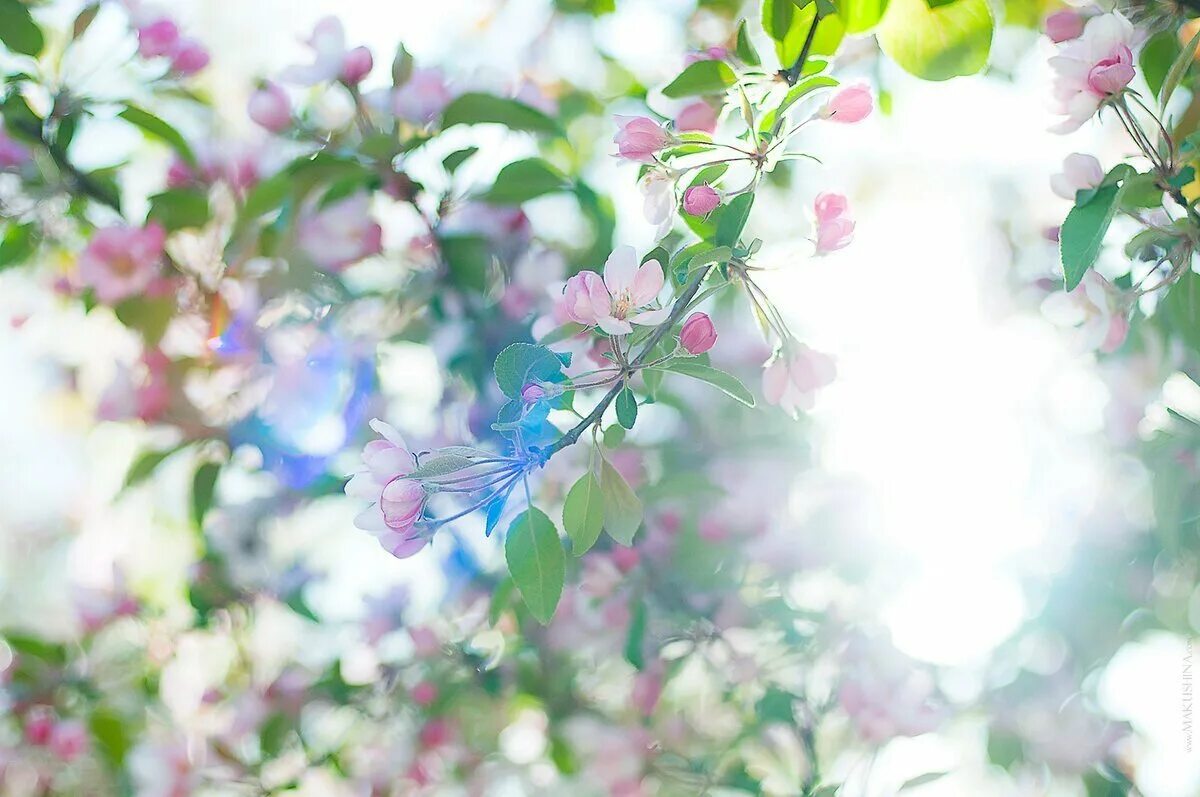 Весенний фон. Нежные весенние цветы. Цветочный фон. Яблони в цвету. Весенние картинки для презентации