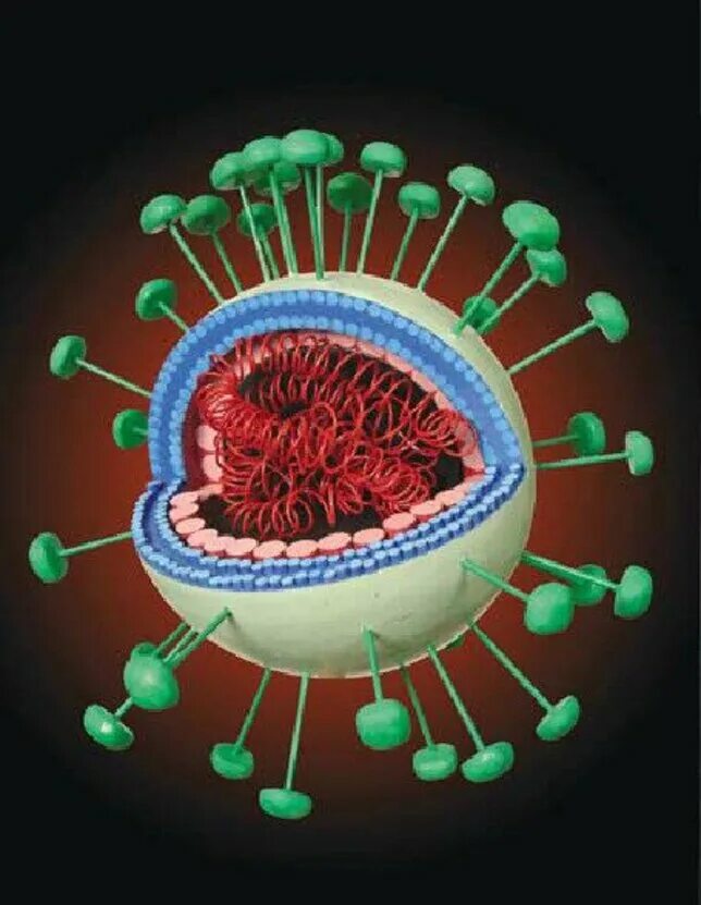 Вирус коронавирус. Коронавирус модель вируса. Коронавирус клетка. Вирус коронавирус внутри. Орви клетка