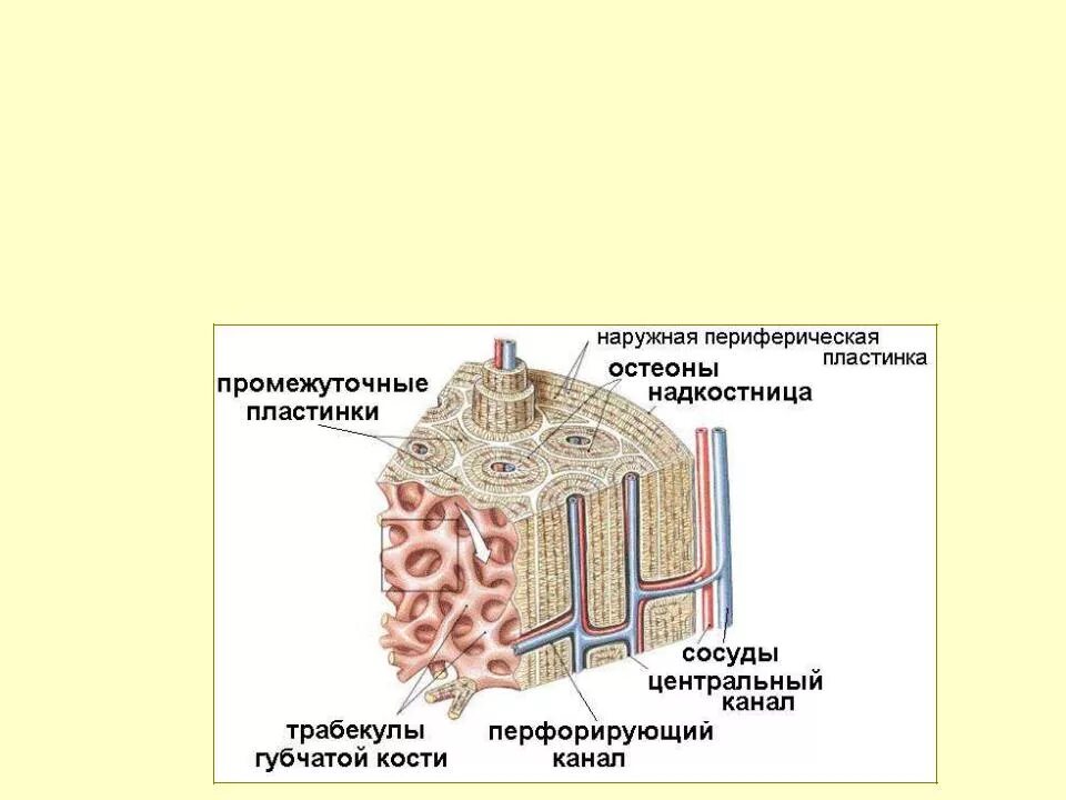 Структурная единица кости. Строение остеона костная ткань. Остеон структурная единица костной ткани. Строение кости Остеон. Строение кости Остеон канал.