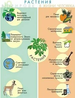 Почему полезна природа
