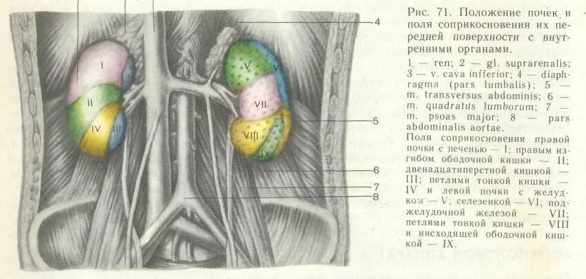 Скелетотопия почек анатомия. Синтопия почек анатомия схема. Топография почек вид спереди. Почки скелетотопия синтопия голотопия. Нижняя граница почек.