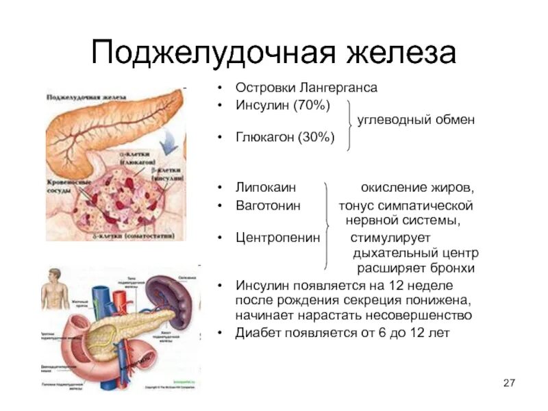 Анатомическое строение поджелудочной железы. Поджелудочная строение и функции. Поджелудочная железа анатомия функции. Строение стенки поджелудочной железы.