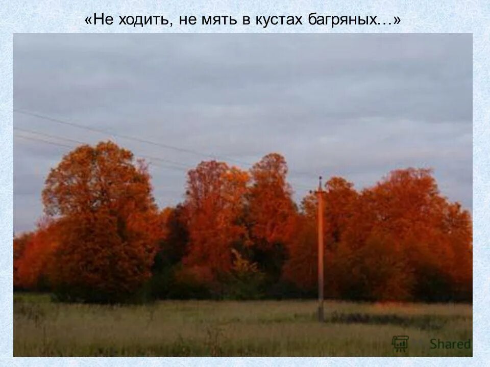 Стих не бродить не мять. Не ходить не мять в кустах багряных. Есенин в кустах. Не ходить не мять в кустах багряных. Не бродить не мять в кустах багряных есенин стих.