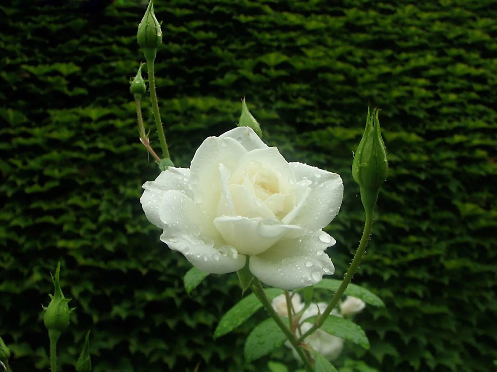 Саженцы белой розы. Бутон белой розы.