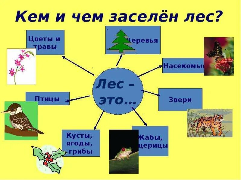 Жизнь леса 2 класс окружающий мир. Проект жизнь леса. Презентация на тему животные и растения. Проект про лес 2 класс окружающий мир. Лес для презентации.