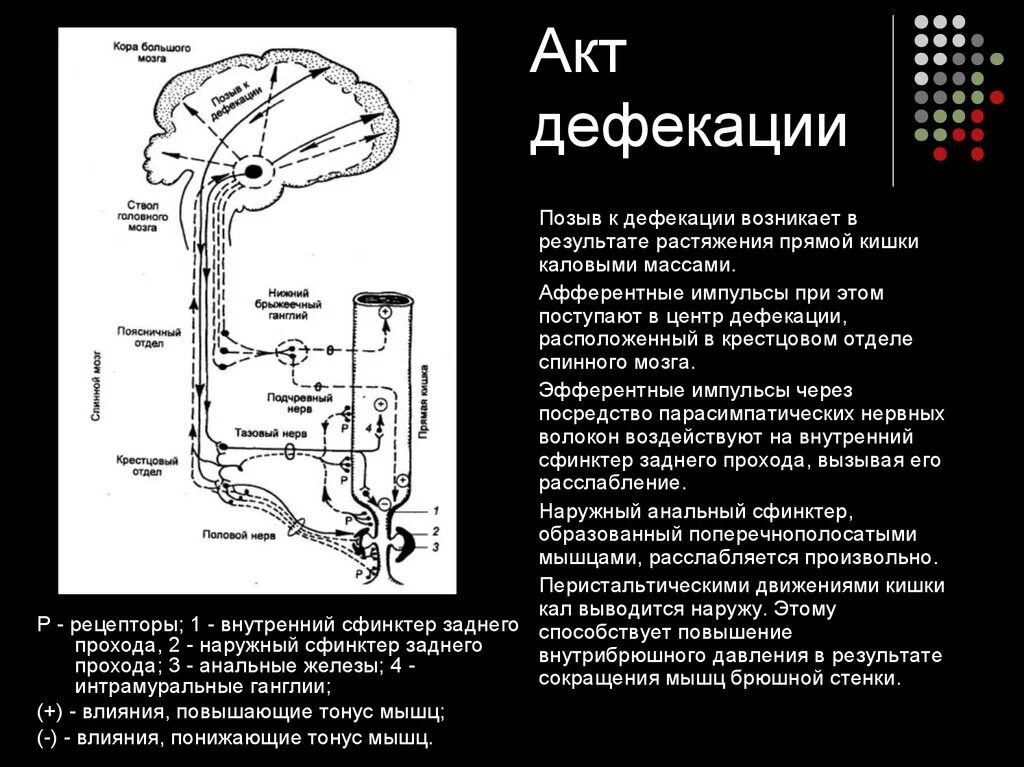 При дефекации кишка. Рефлекторная дуга рефлекса дефекации. Акт дефекации физиология схема. Схема регуляции акта дефекации физиология. Рефлекторная дуга рефлекса дефекации схема.