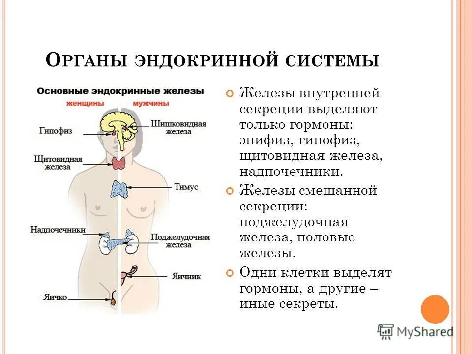 Женские половые гормоны секретируются. Функции эндокринная система железы внутренней секреции. .Система желез внутренней секреции. Функции. Эндокринная система железы секреции. Эндокринная система человека схема.