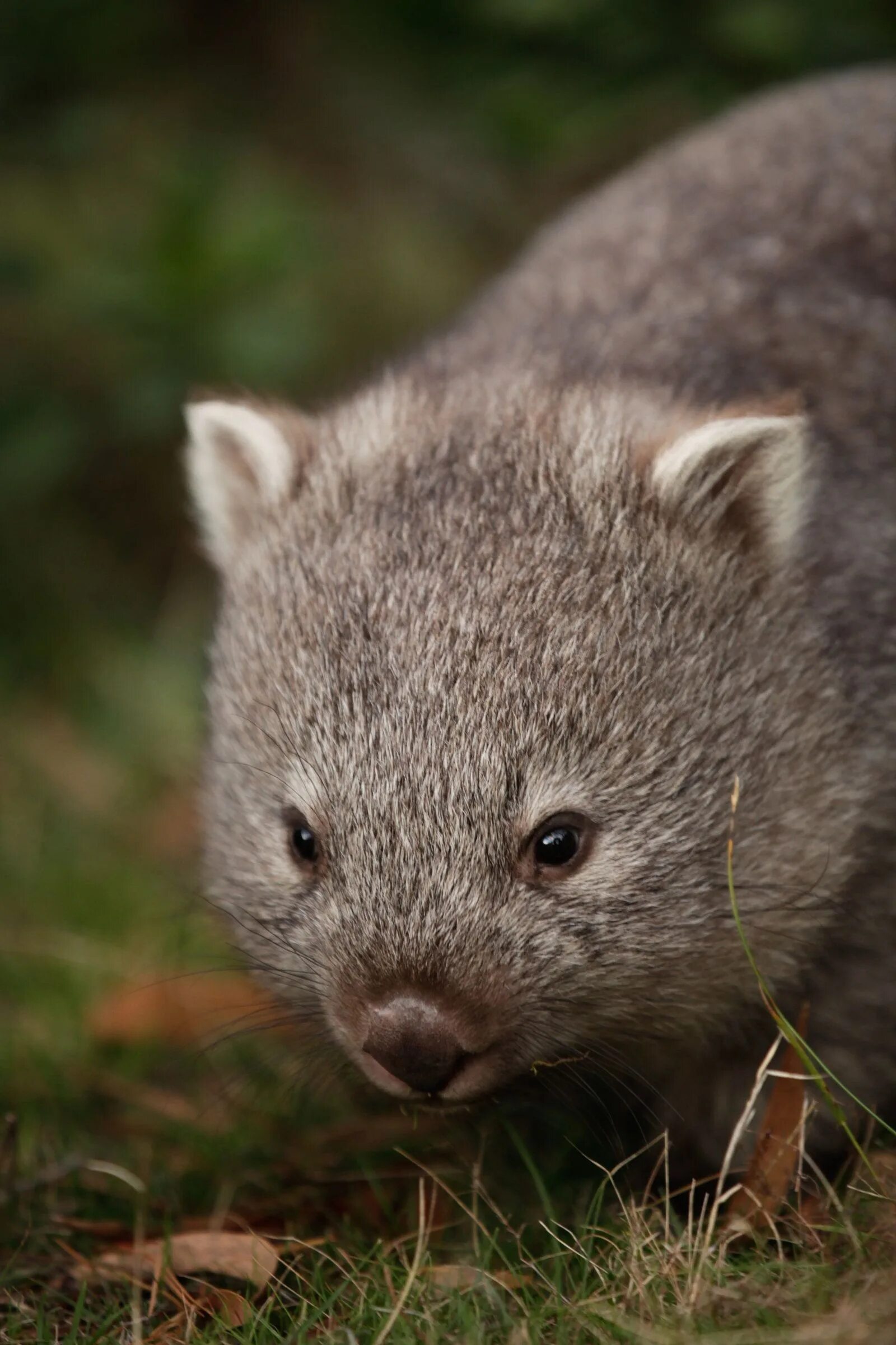 Wombat перевод. Австралийский вомбат. Короткошёрстный вомбат. Северный шерстоносый вомбат. Сумчатый вомбат.