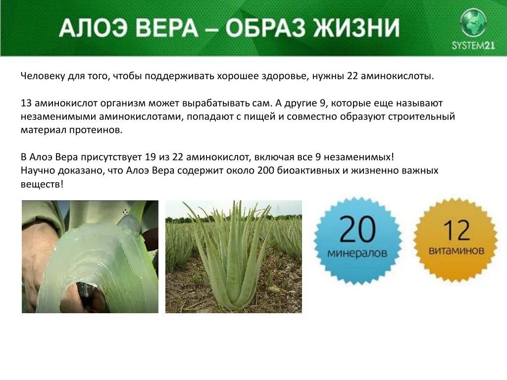 Aloe vera применение. Алоэ полезные качества. Чем полезен алоэ.