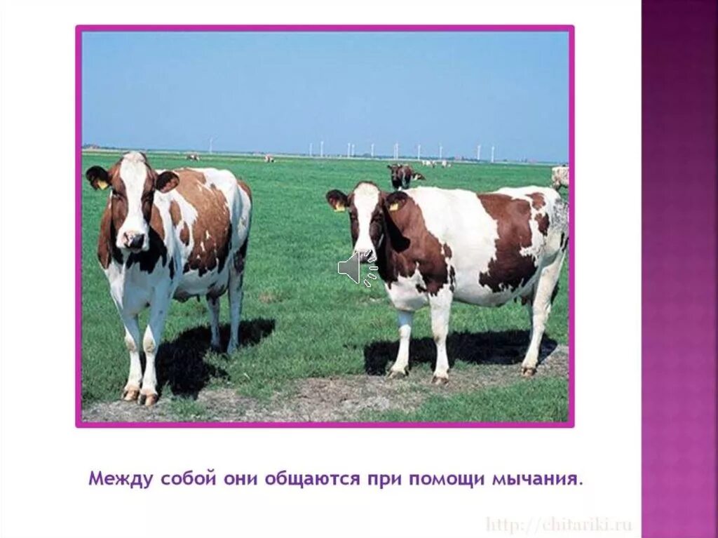 Домашнее сельскохозяйственное животное сообщение 3