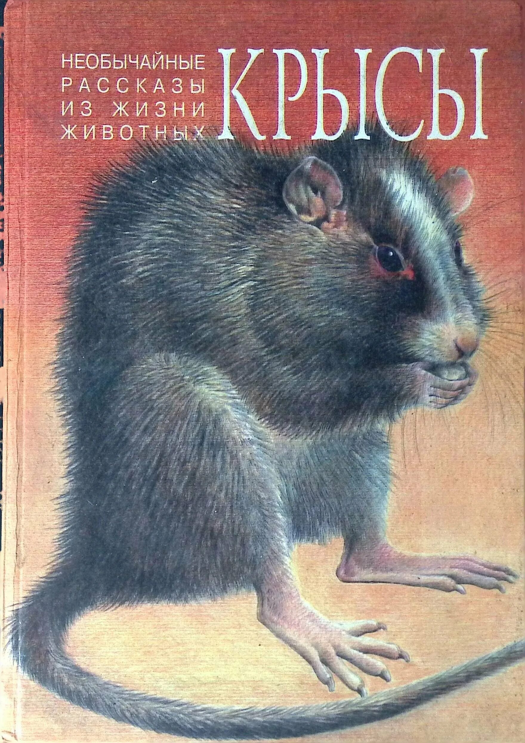 Бобры крысы. Крыса с книгой. Необычайные рассказы из жизни животных. Книги про крыс для детей.