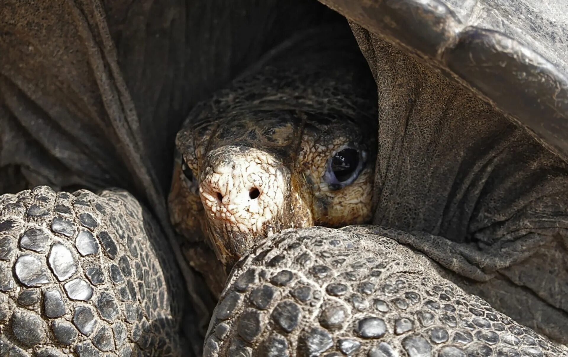 Черепаха острова Фернандина. Галапагосские острова черепахи. Черепаха Chelonoidis phantasticus. Галапагосская черепаха вымерла. Череп галапагосской черепахи
