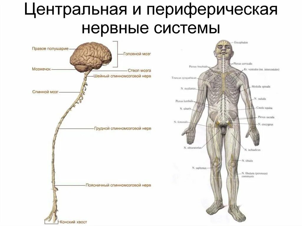 Периферическая нервная система человека схема. Периферическая нервная система человека схема. Схема нервной системы человека центральная и периферическая. Цнс и периферическая нервная система. Нервная система человека рисунок.