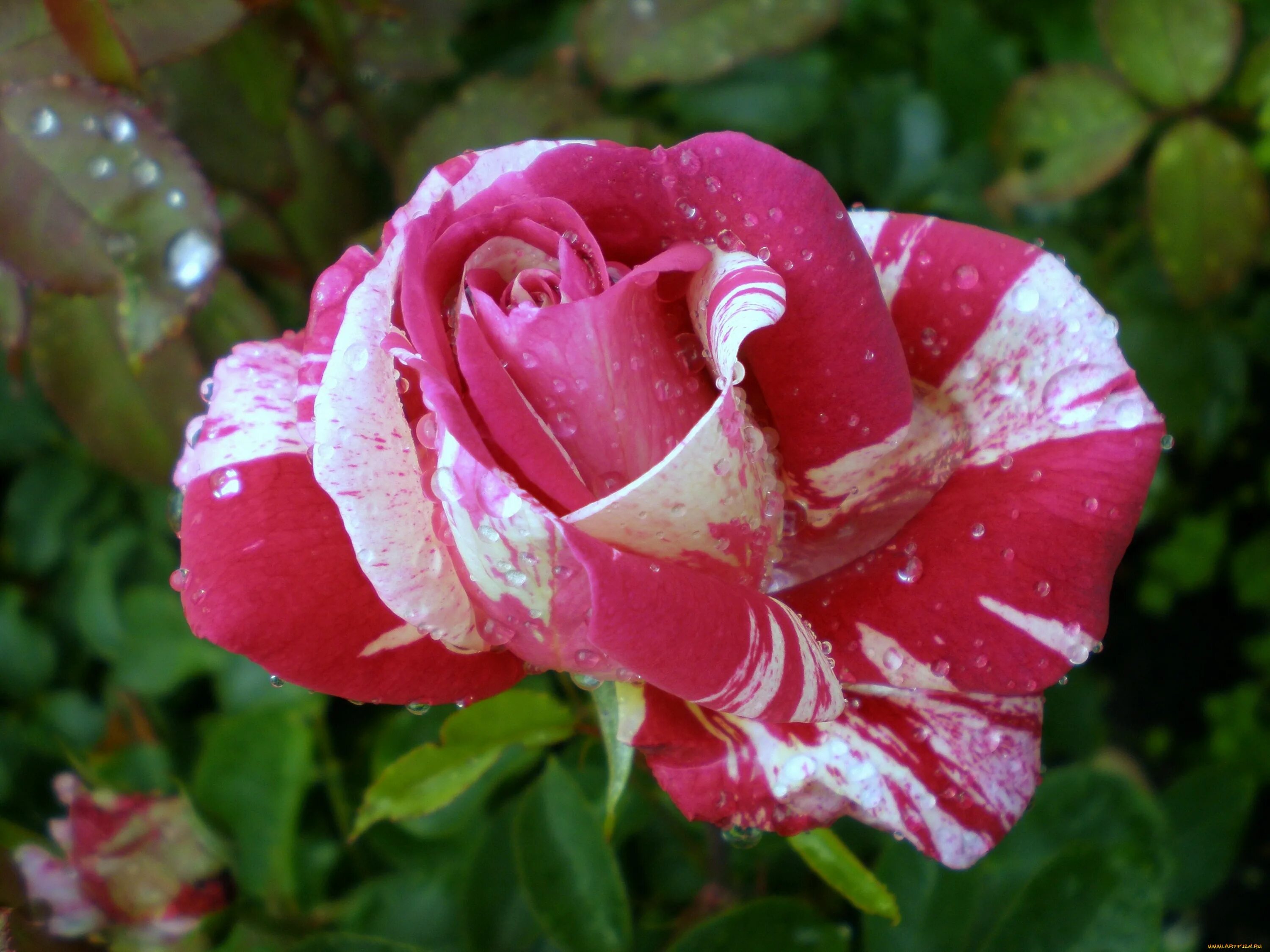 Пестрые розы. Пестрая чайно-гибридная пестрая. Розы пестрые бело красные.