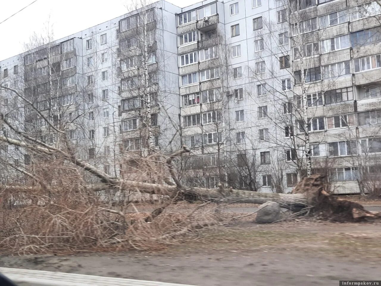 Сильный западный. Упавшее дерево. Сильный ветер. Поваленное дерево в Тимирязевском. Сильный ветер в марте.