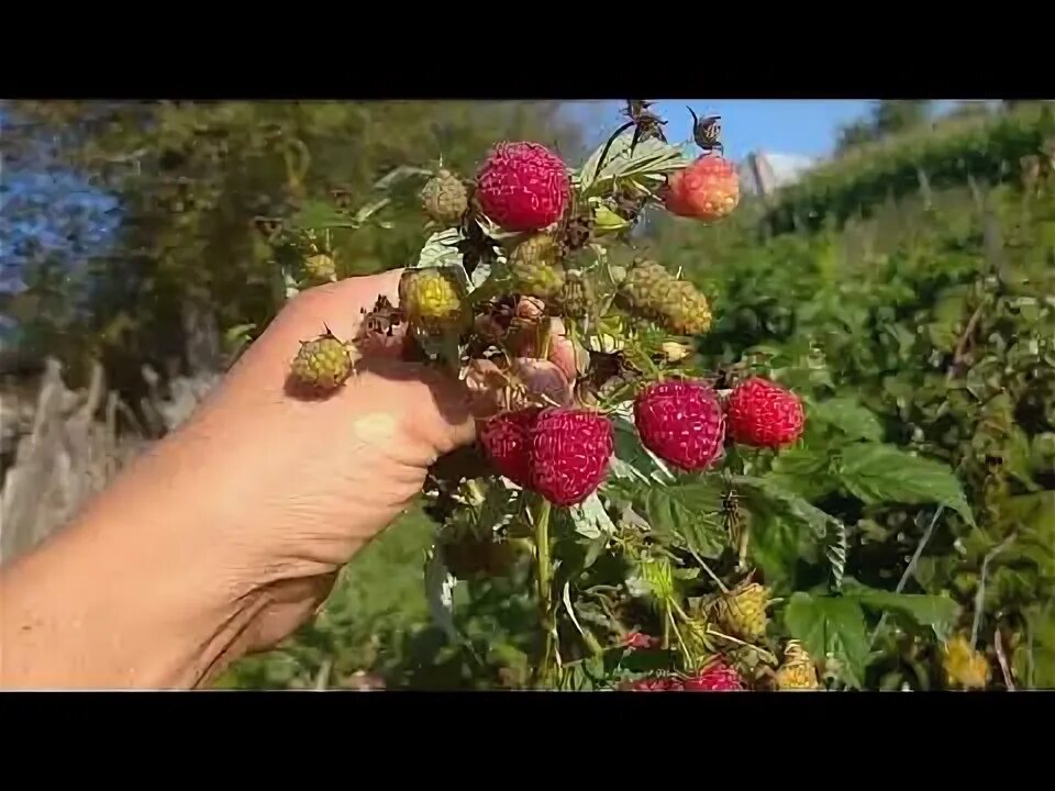 ХИМБО ТОП - ремонтантный сорт с высочайшей урожайностью. - YouTube