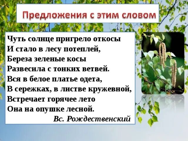 Пригревает солнышко наступили теплые. Береза зеленые косы развесила с тонких ветвей. Береза чуть солнце пригрело откосы и стало в лесу потеплей. Проект о слове береза. Береза развесила с тонких ветвей.