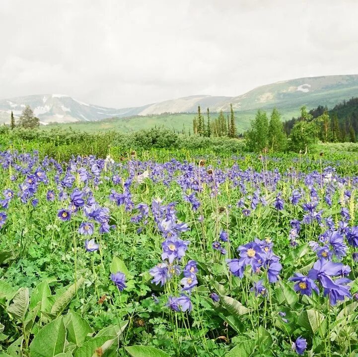 Краснодарский край кемеровская область. Природа Кузбасса. Природа Юга Кузбасса. Луга Кемеровской области.