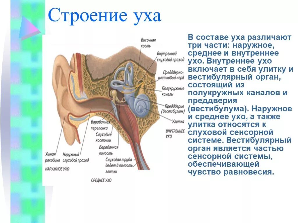 Строение и работа среднего уха. Строение слухового анализатора 8 класс. Строение уха. Строение уха человека. Состав внутреннего уха.