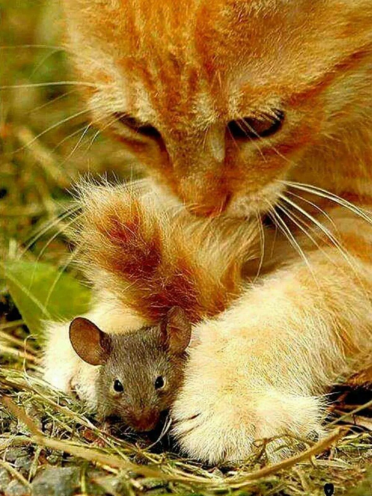 Кот и мыши. Рыжая мышь. Котенок и мышонок. Котенок с мышкой. Котенок ловит мышей