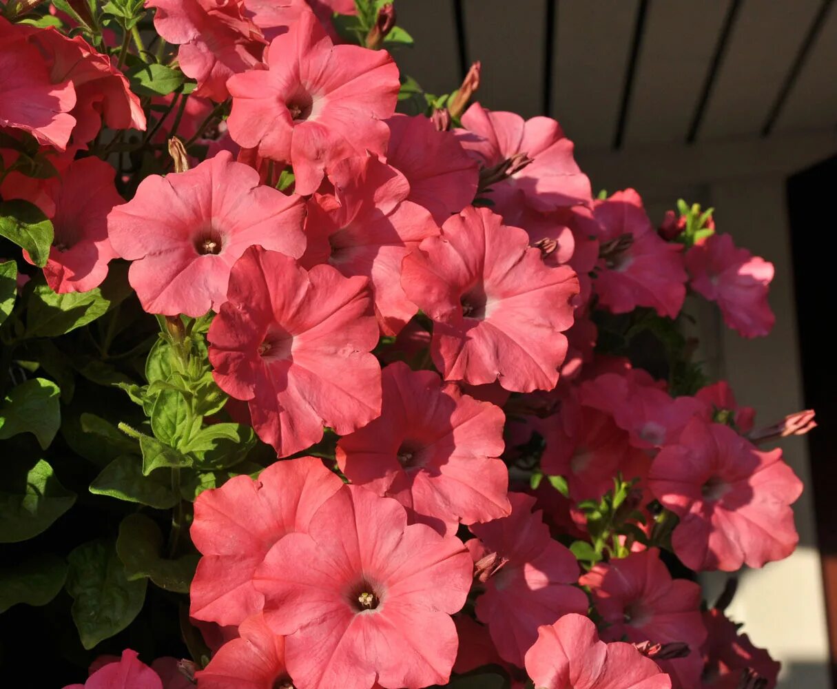 Петуния май краш. Петуния ампельная shock wave coral crush. Петуния май краш. Петуния май краш. Петуния ампельная shock wave coral.