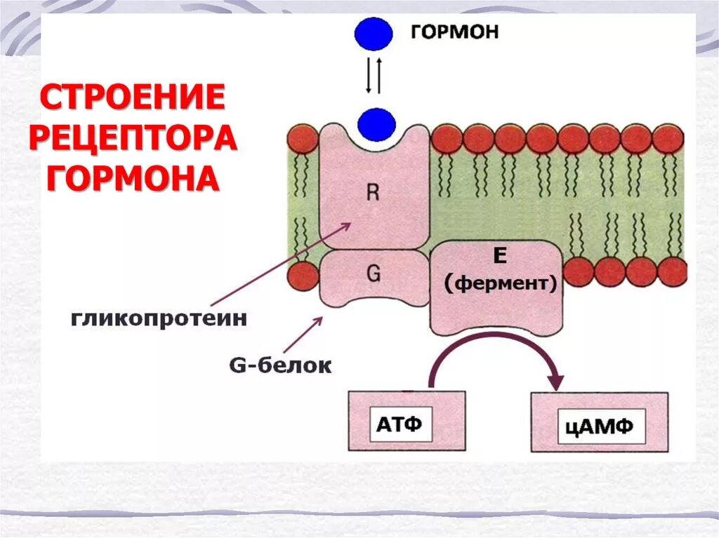 Строение рецептора биохимия. Строение рецепторов гормонов. Рецепторы белково-пептидных гормонов. Рецепторы схема.