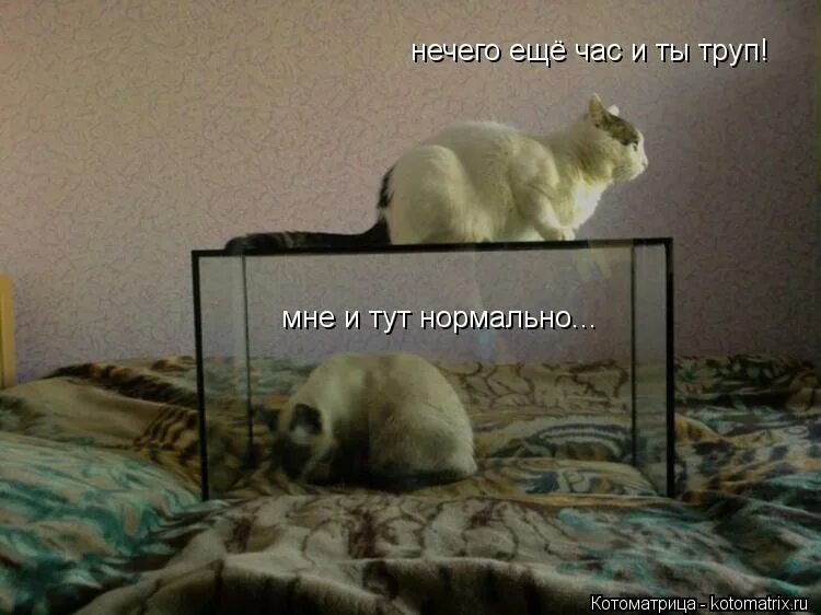 Нечего нормально. Я тут ты труп. еще час. фотоприкол всё нормально я тут.