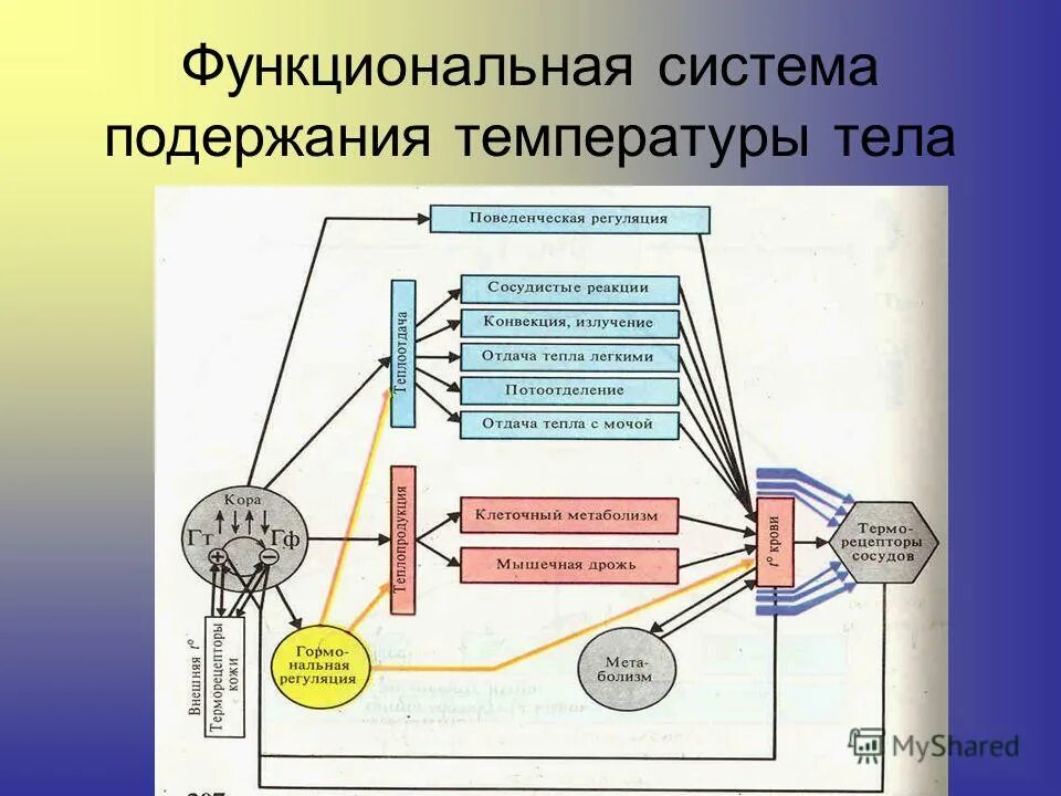 Функциональная система терморегуляции. Схема функциональной системы терморегуляции. Функциональная система постоянства температуры тела. Функциональная система теплопродукции. Функциональная система движения