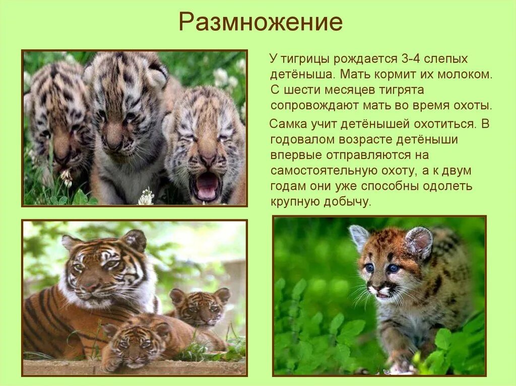 Сборники и рассказы о природе. Книги м м пришвина. Произведения о животных. Рассказы о животных. 3 рассказа о животных.