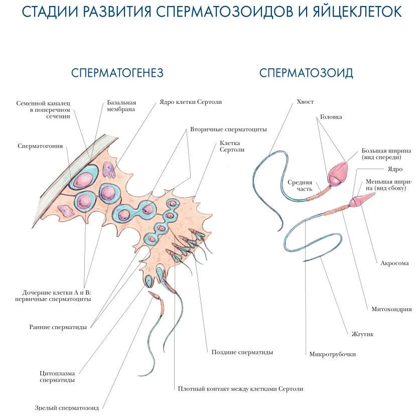 Репродуктивная женская половая система. Строение мужской репродуктивной системы анатомия. Анатомический атлас репродуктивная система. Стадии развития сперматозоидов анатомия. Движение сперматозоидов блок схема.