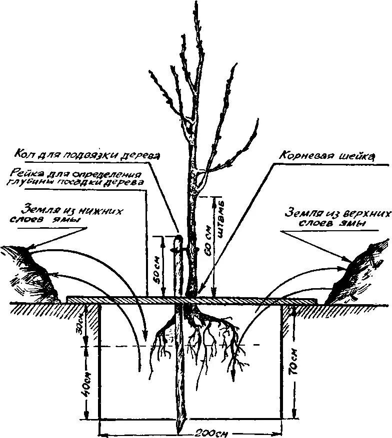 На каком расстоянии сажать сад. Схема посадки колоновидной яблони. Схема посадки черешни. Схема посадки яблонь и груш. Схема посадки яблоневых садов разрез.
