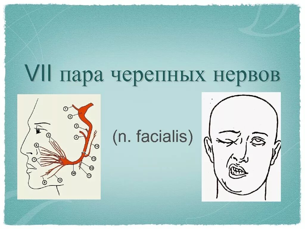 7 черепной нерв. 5 Пара черепных нервов схема. VII пара черепных нервов. 7 Пара черепных нервов анатомия схема. Ядра VII пары черепных нервов.