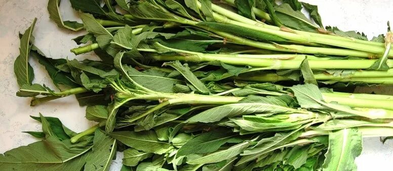 Кислятка уральская растение. Кислятка уральская. Щавель лесной уральский. Горец альпийский кислятка. Кислица ревень.