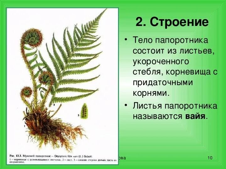 Какой тип питания характерен для орляка обыкновенного. Папоротник Щитовник мужской корень. Папоротник страусник корневище. Папоротник Щитовник мужской побег. Папоротник Щитовник мужской строение.