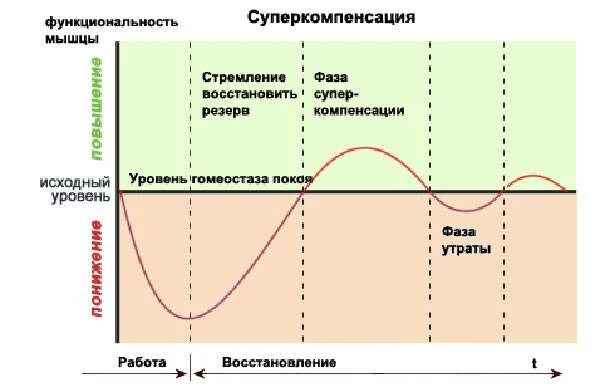 Период исходного. Фазы восстановления суперкомпенсация. Стадии восстановления мышц после тренировки. График восстановления мышц после тренировки. Фаза суперкомпенсации в спорте.